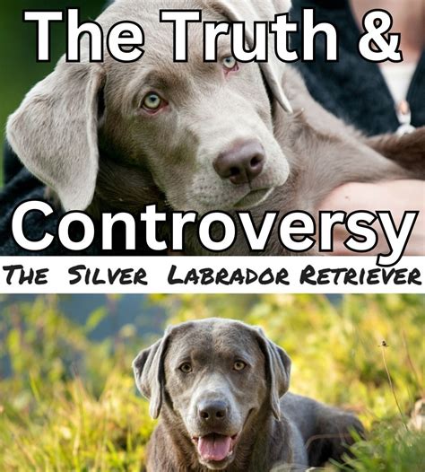 Silver Labrador (The Controversial Shade)