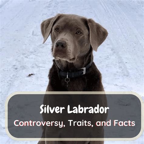 Silver Labradors: A Topic of Controversy