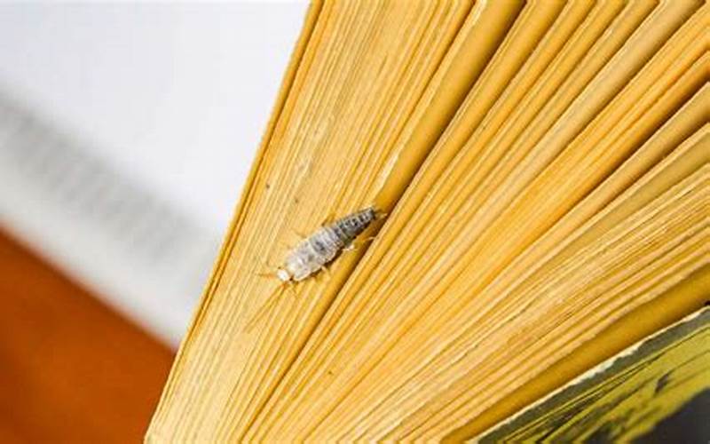 Silverfish In A Book
