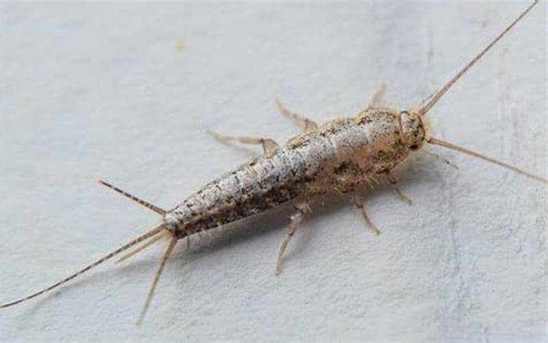 Silverfish In A Home