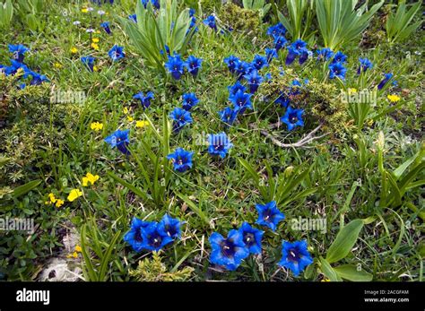 Simbruini National Park flora