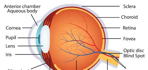 Eye Ball Diagram Nervio, Ojos, Cuerpo
