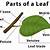 Simple Leaf Anatomy