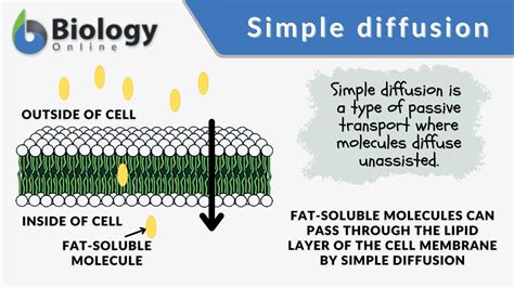 The Bare Essentials of Biology: An in-depth look at Simple Diffusion Definition in Biology
