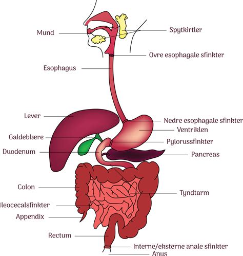 Simple Digestive System Diagram With Labels