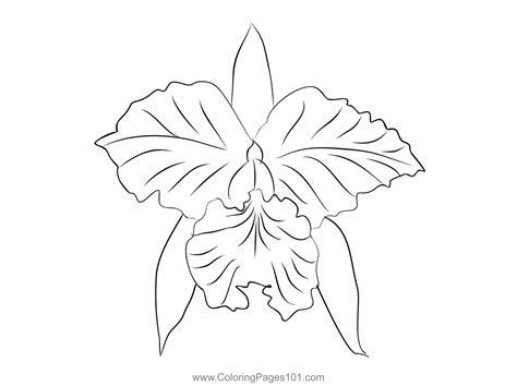 Simple Easy Cattleya Flower Drawing