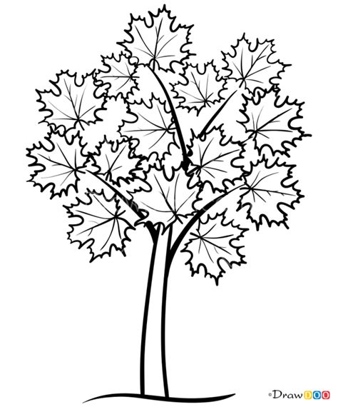 Simple Maple Tree Drawing