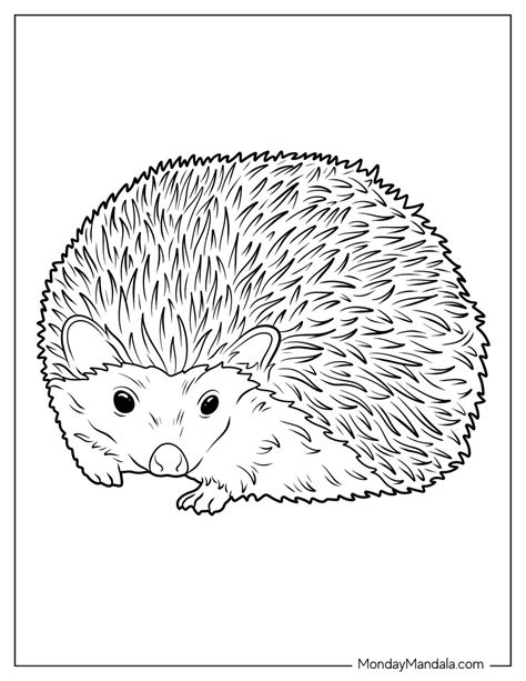 Simple Outlines vs. Detailed Hedgehog Picture To Colour Pages