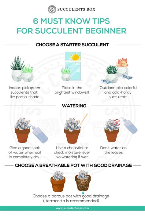 Simple Succulent Care Instructions Printable