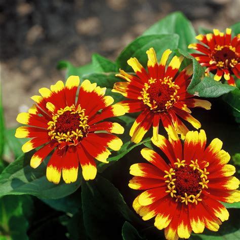 Single-Flowered Zinnias