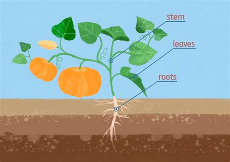 Single-Stem for Singular Seed Production