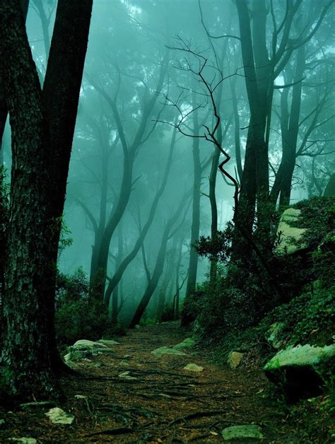 Sintra forest
