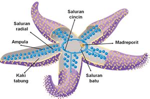 Sistem Ambulakral: Cara Kerja, Kelebihan, dan Kekurangannya