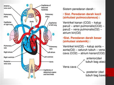 Sistem Sirkulasi Darah pada Manusia: Peran dan Fungsi Bagian-bagian Tubuh dalam Menjaga Kesehatan