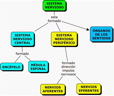 Nervioso Mapa Conceptual