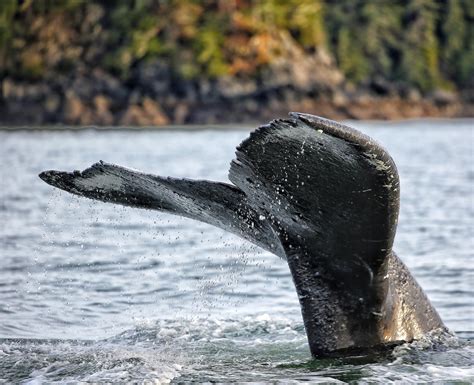Sitka Whale Watching FAQ