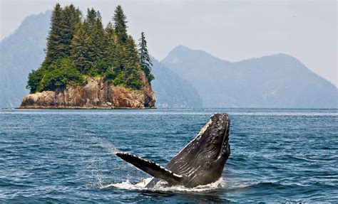 Sitka Whale Watching Reviews