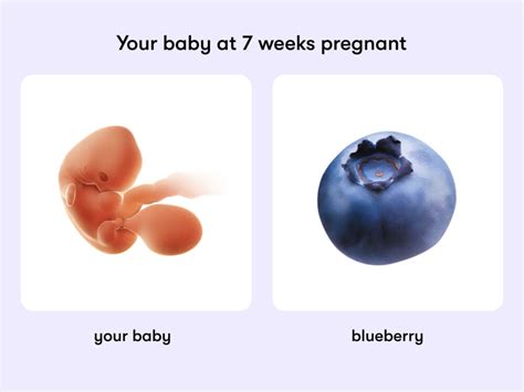 7 Weeks Pregnant: Discovering the Wonder of Your Tiny Bean's Size and Development!