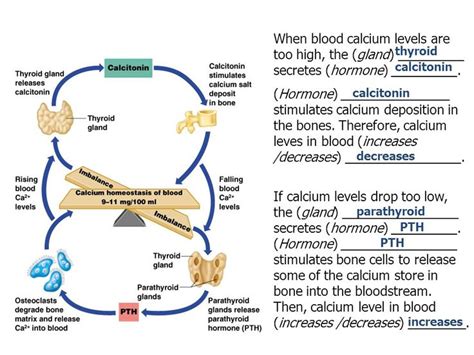 Skeletal Homeostasis Calcium Balance Worksheet