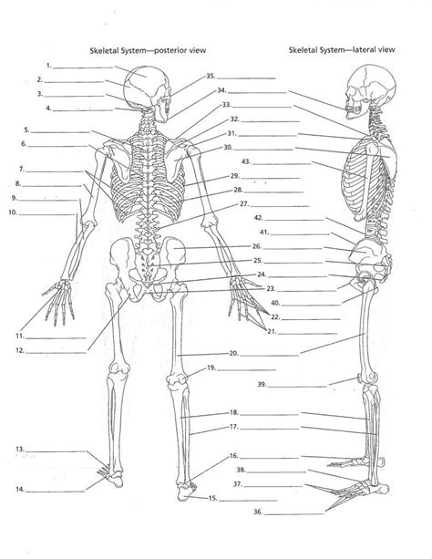 Skeletal System Blank Worksheet