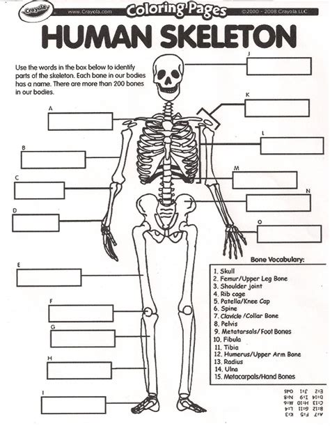 Skeletal System Labeled Worksheet