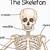 Skeleton Pictures For Kids