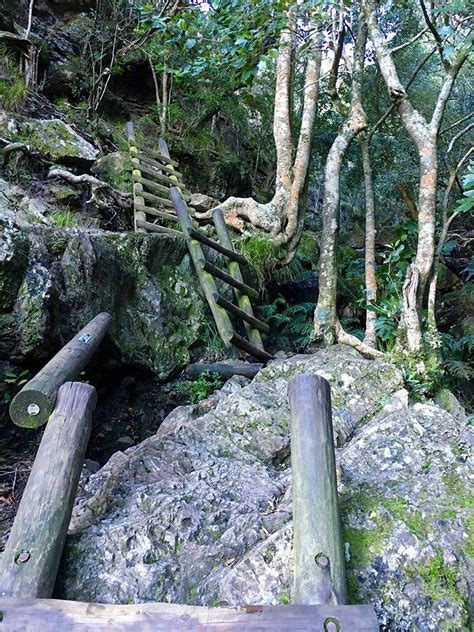 Skeleton Gorge Hike: Your Top Expert’s Guide to Table Mountain