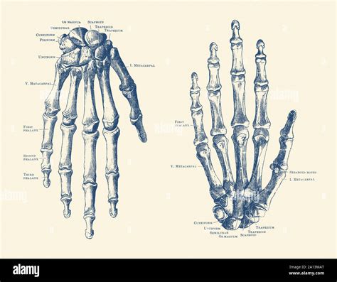 Skeletal Hand Drawing