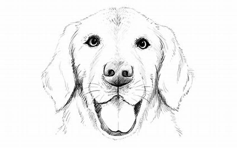 Sketch The Outline Of The Dog