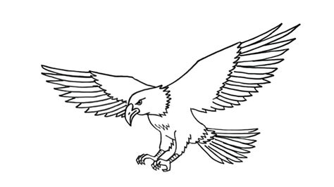 Sketsa Burung Elang