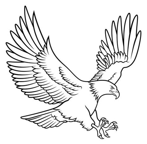 Sketsa Gambar Elang