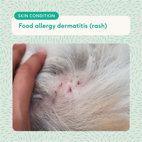 Unleashing the Truth About Skin Allergies in Dogs: Understanding the Itch and Scratch Cycle