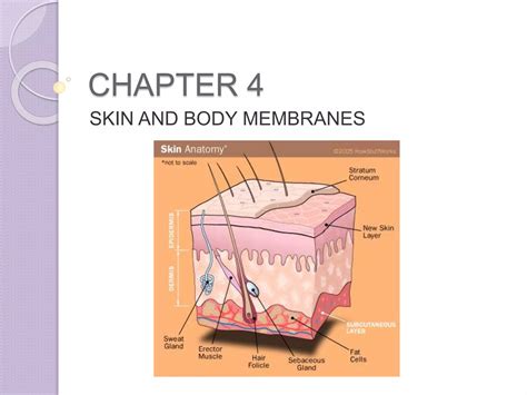 Unlocking the Secrets of Skin and Body Membranes: A Comprehensive Guide to Chapter 4