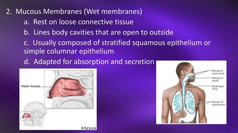 Unveiling the Vital Role of Skin and Mucous Membranes in Human Physiology - A Comprehensive Insight
