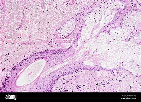 The Infinitely Stunning Universe of Our Skin Cells, Unveiled beneath the Microscope Lens