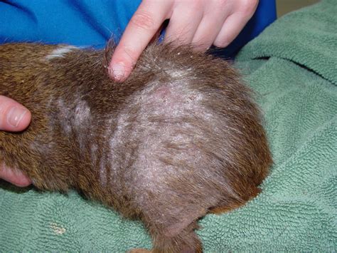 The Unseen Plight of Our Bewhiskered Companions: A Comprehensive Guide to Skin Conditions in Guinea Pigs