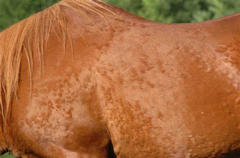 Unraveling the Mystery: Understanding the Various Skin Conditions in Horses