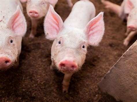 Pigskin Perils: A Comprehensive Guide to Common Skin Conditions in Pigs
