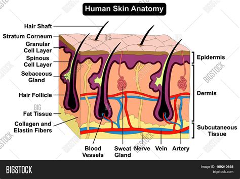 Unveiling the Secrets of Skin Anatomy: A Comprehensive Guide to the Labeled Cross-Section of Skin Layers
