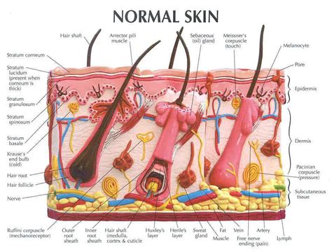 Unlock the Secrets of Your Skin: A Comprehensive Guide with Labeled Diagrams to Deepen Your Understanding and Empathy for Your Body's Largest Organ