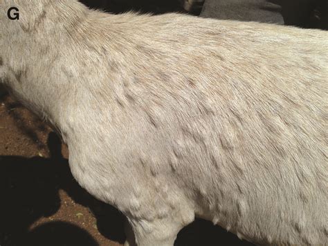 The Woolly Woes: Exploring Common Skin Diseases in Sheep - An In-Depth Guide to Diagnosing and Treating Skin Ailments in Your Flocks