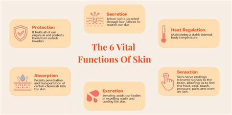 Skin Health: 6 Functions & Simple Care