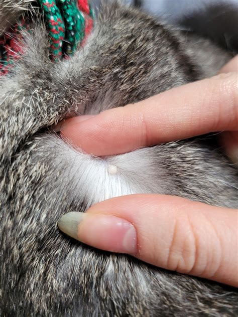 Feline Flair: Demystifying Skin Tag on Cats and How to Handle Them