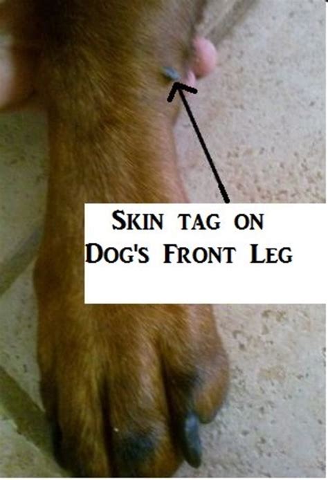 Quick Guide: Skin Tags on Dogs Leg Treatment & Prevention