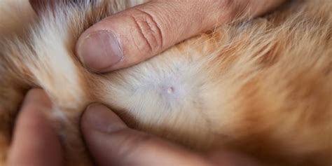 Love Your Feline? Learn How to Help Them Say Goodbye to Annoying Skin Tags!