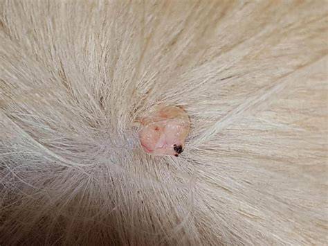 The Heartbreaking Impact of Skin Tags on Your Beloved Feline Companion