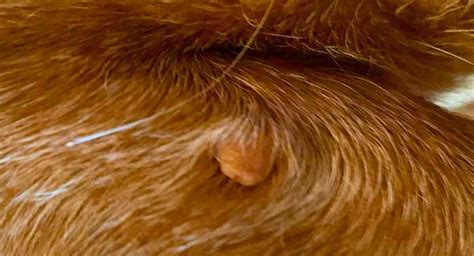 Ditch the Annoying Skin Tags Forever: Heartwarming Images of Dogs with Smooth and Clear Skin