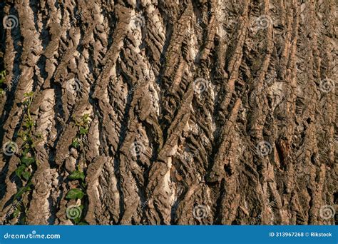 Unveiling the Beauty of Skin the Color of Bark