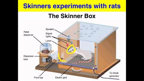 The Intriguing Concept of Skinner Box Psychology: Unraveling the Definition and Significance Behind B.F. Skinner's Theories