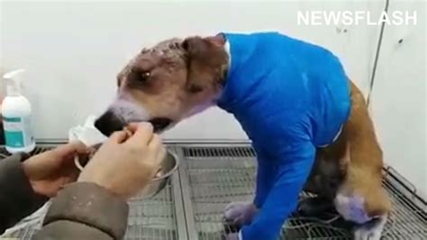 Unveiling the Barbaric Truth: The Horrific Practice of Skin-to-Death of Canines